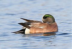 American Wigeon